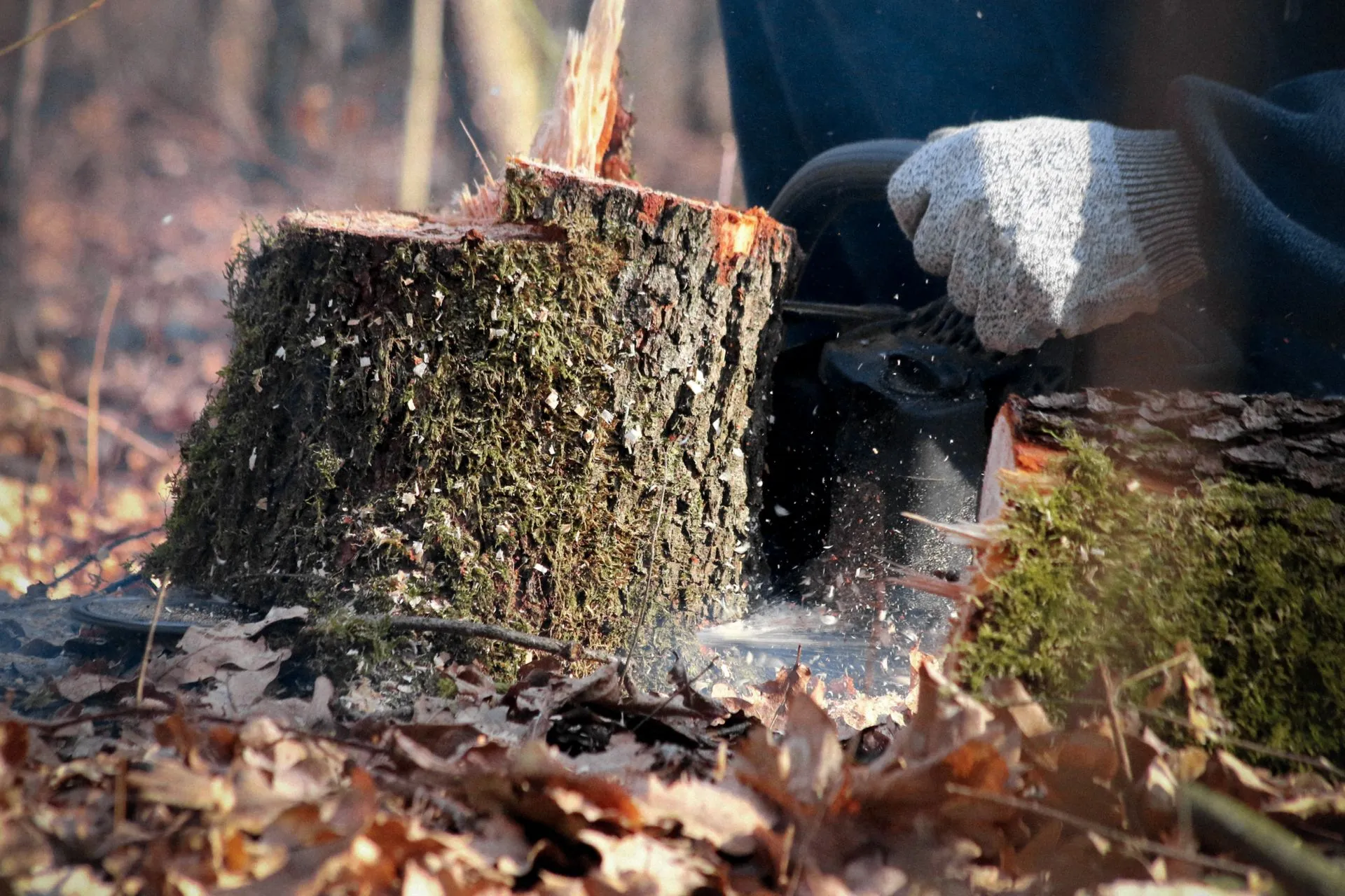 Chainsaw cutting a tree stump down close to the ground among fall leaves