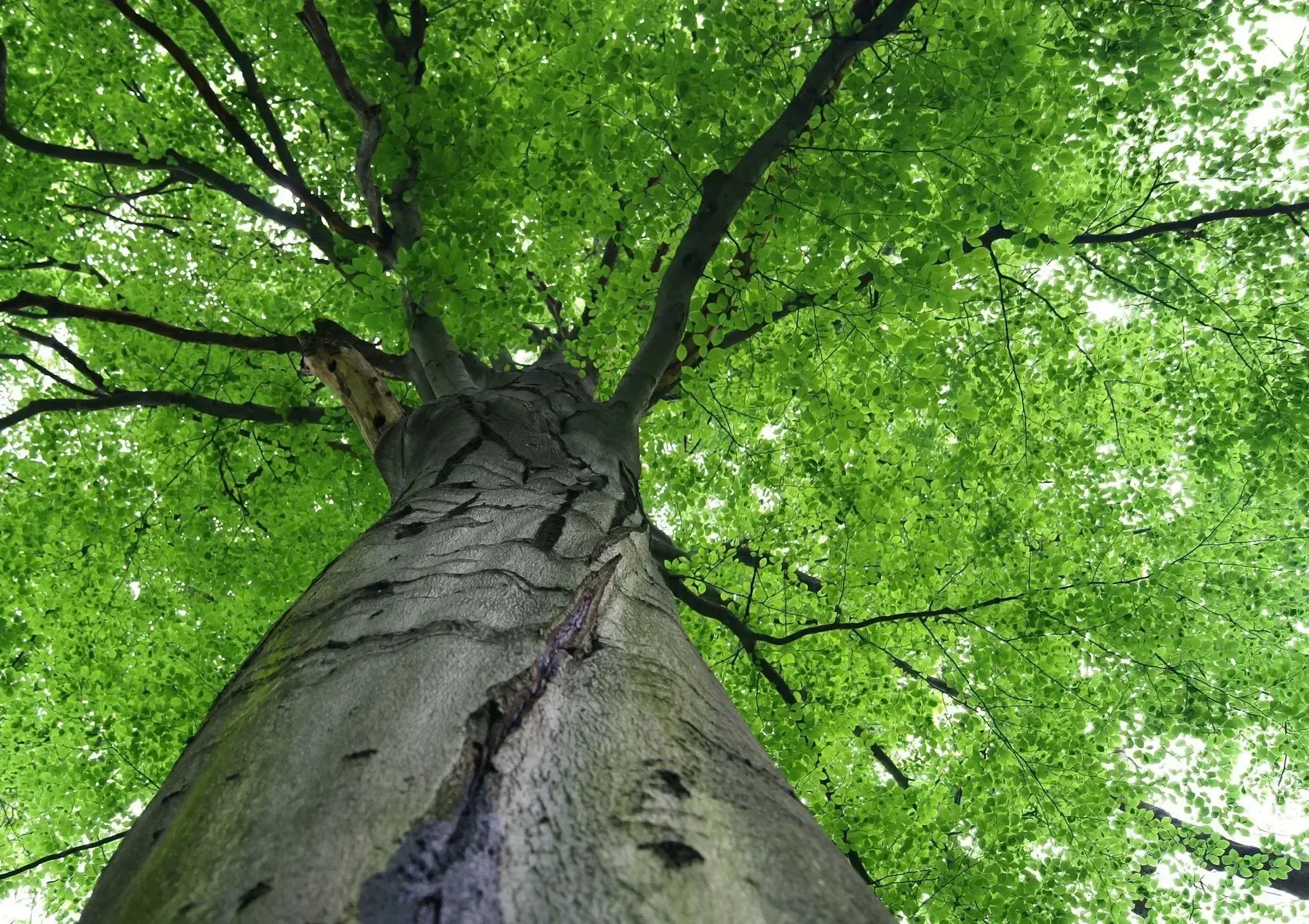 Looking up a tall tree trunk into a bright green leafy canopy