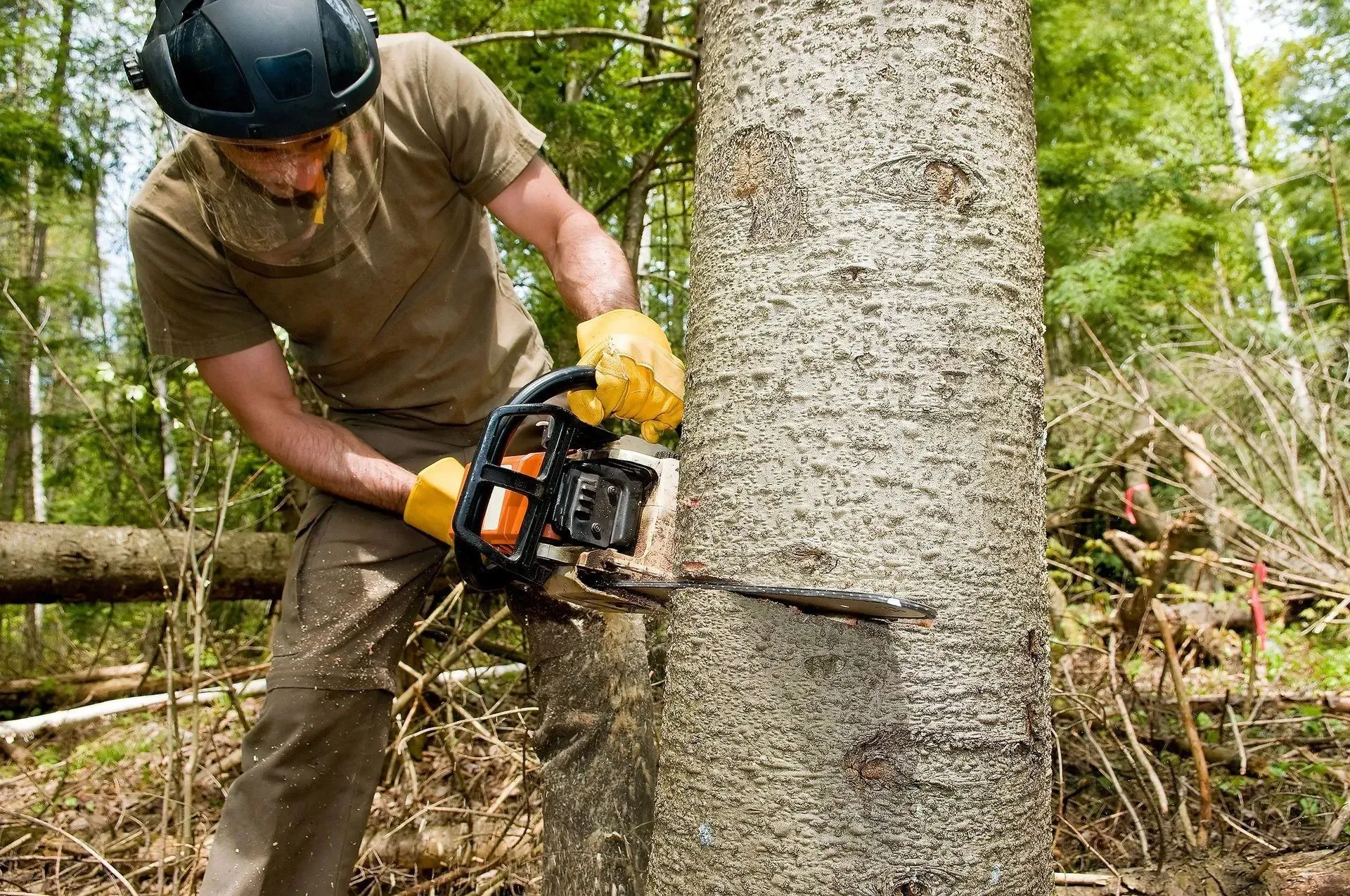 Tree worker in a helmet cutting into a tree trunk with a chainsaw