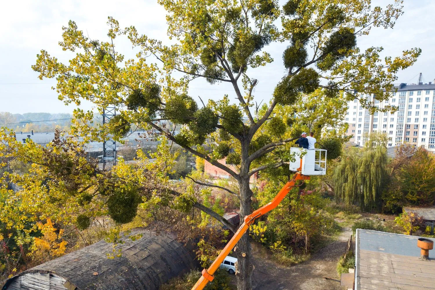 Worker in an orange bucket lift trimming a tall tree above the rooftops