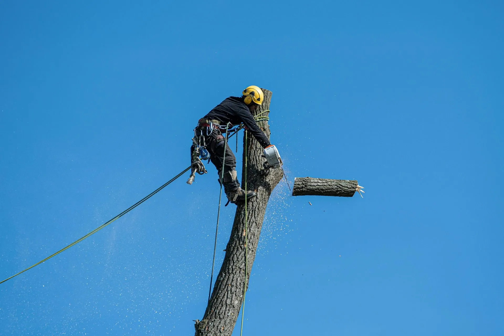 A man is cutting down a tree with a chainsaw.