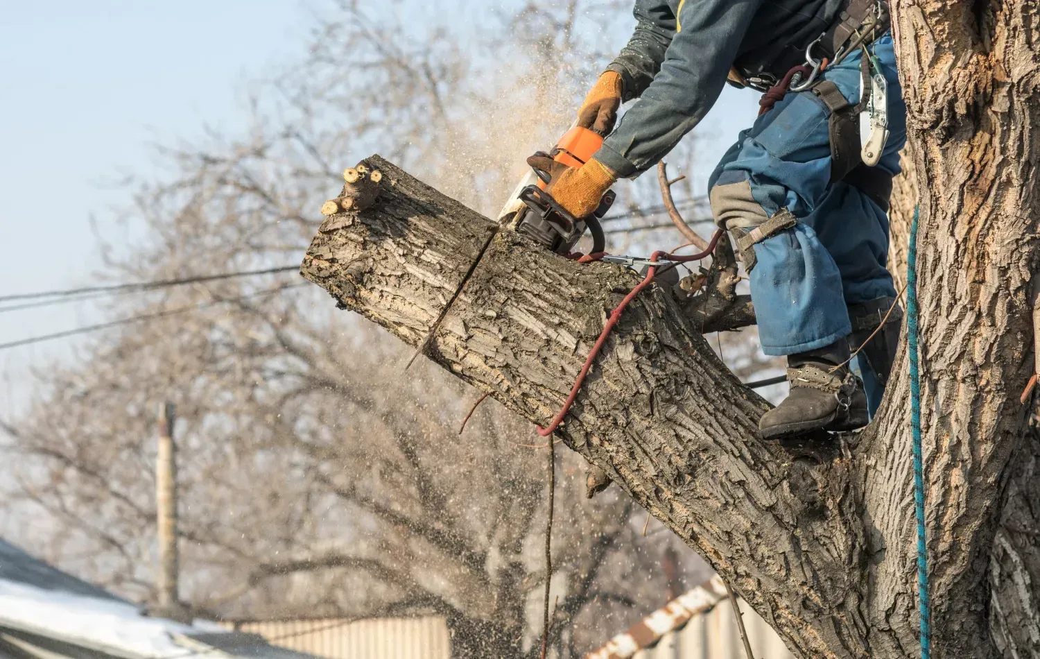 Tree climber in a harness cutting a large limb off a tree with a chainsaw